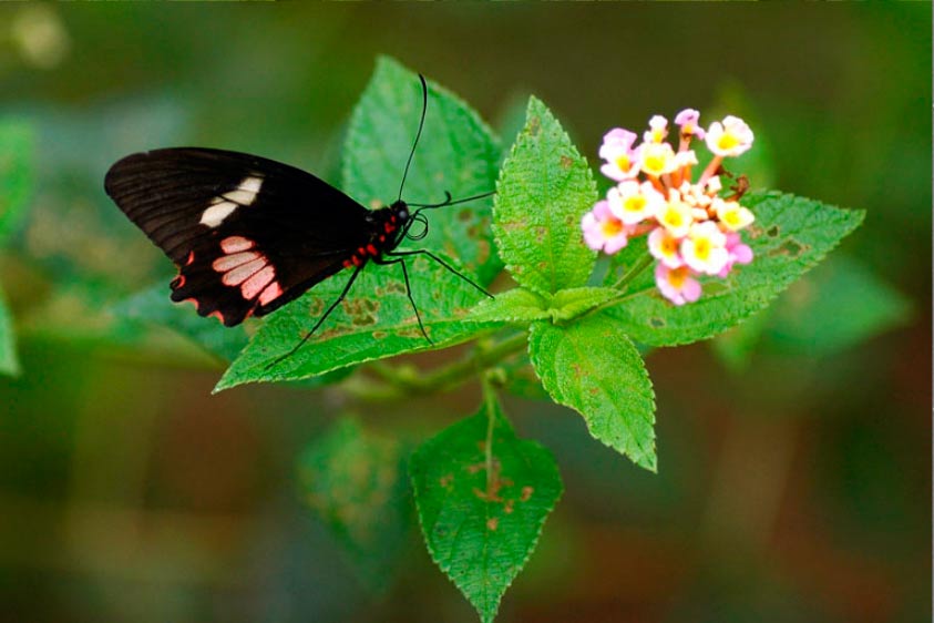 Mariposas en Costa Rica